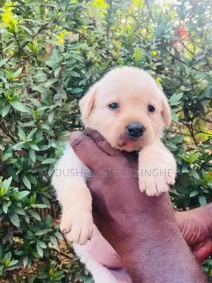 Labrador Puppies