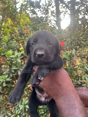 Labrador Puppies