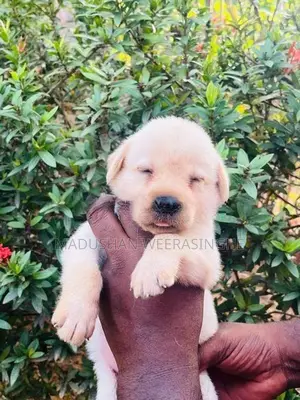 Labrador Puppies