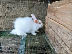 Angora Rabbit