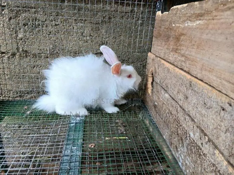 Angora Rabbit
