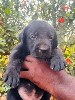 Labrador Puppies