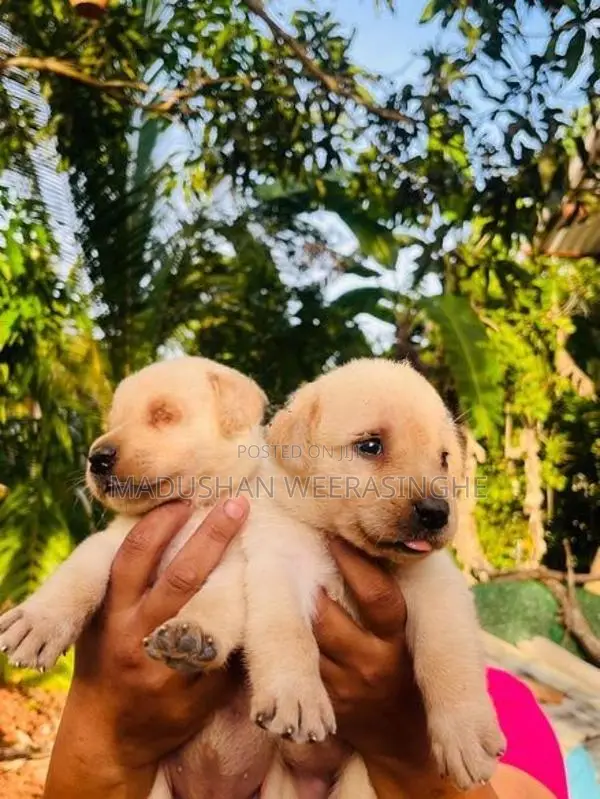 Labrador Puppies