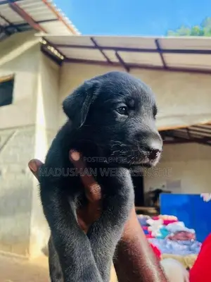 Labrador Puppies