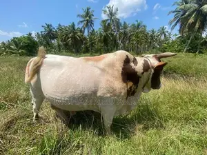 Farm Cow