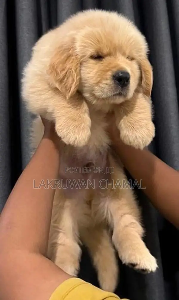 Golden Retriever Puppies