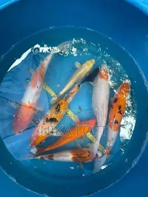 Japanese Koi Fish