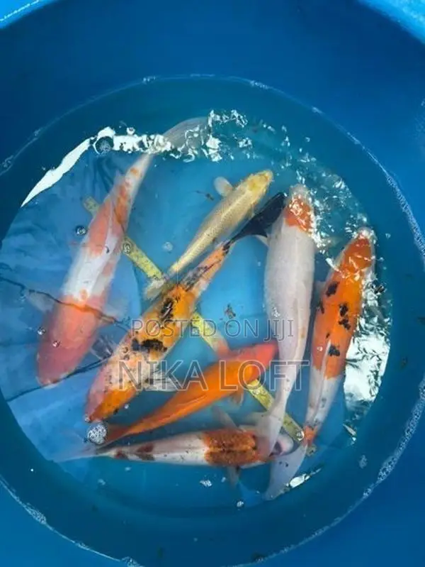 Japanese Koi Fish