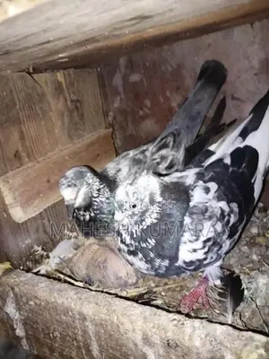 Pigeon