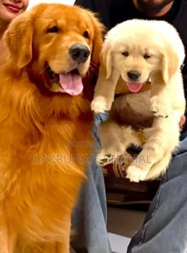 Golden Retriever Puppies