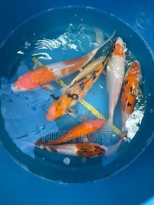 Japanese Koi Fish