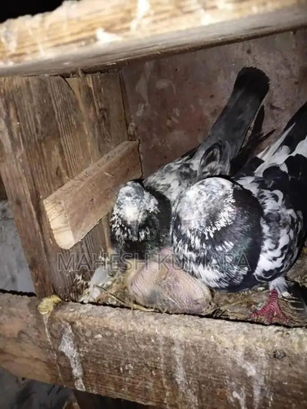 Pigeon