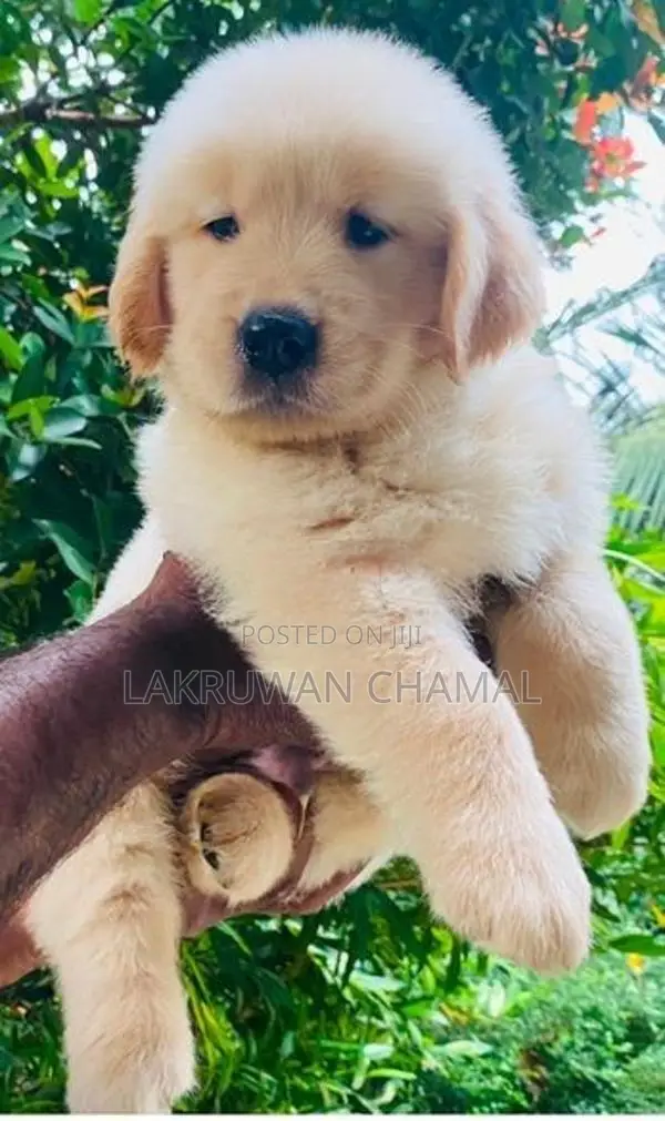 Golden Retriever puppies