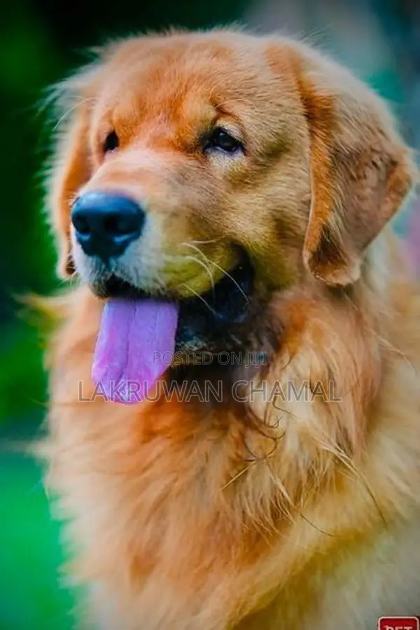 Golden Retriever Puppies