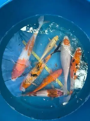 Japanese Koi Fish