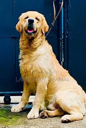 Golden Retriever puppies