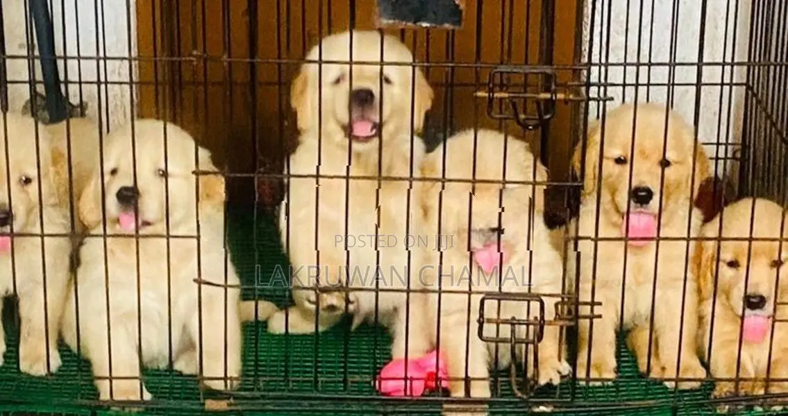 Golden Retriever Puppies