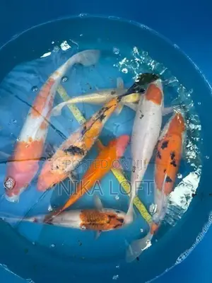 Japanese Koi Fish