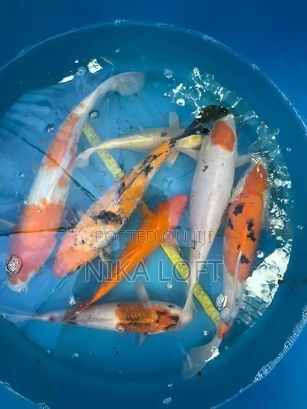 Japanese Koi Fish