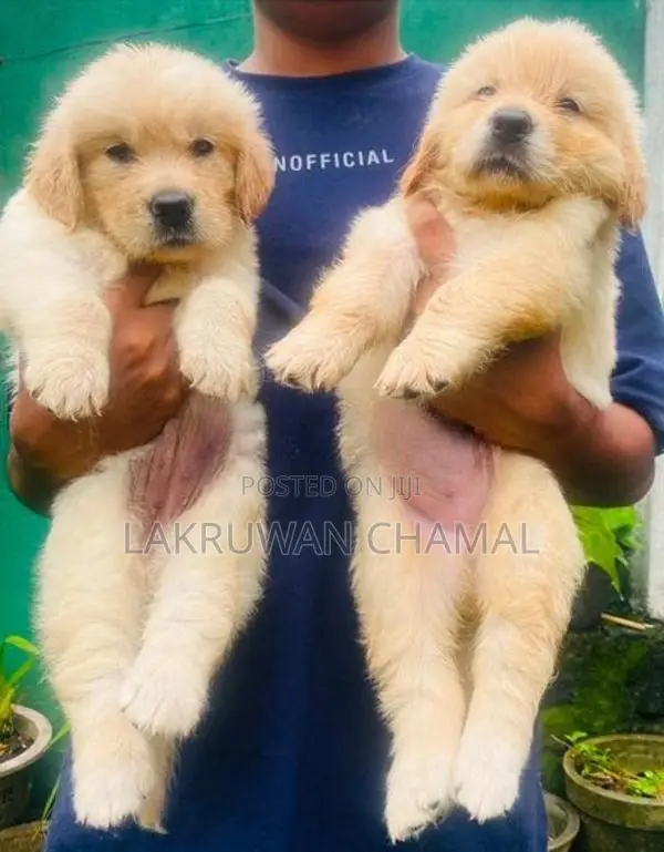 Golden Retriever puppies