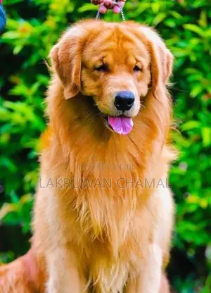 Golden Retriever Puppies