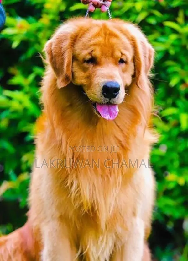 Golden Retriever Puppies