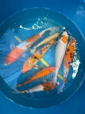 Japanese Koi Fish