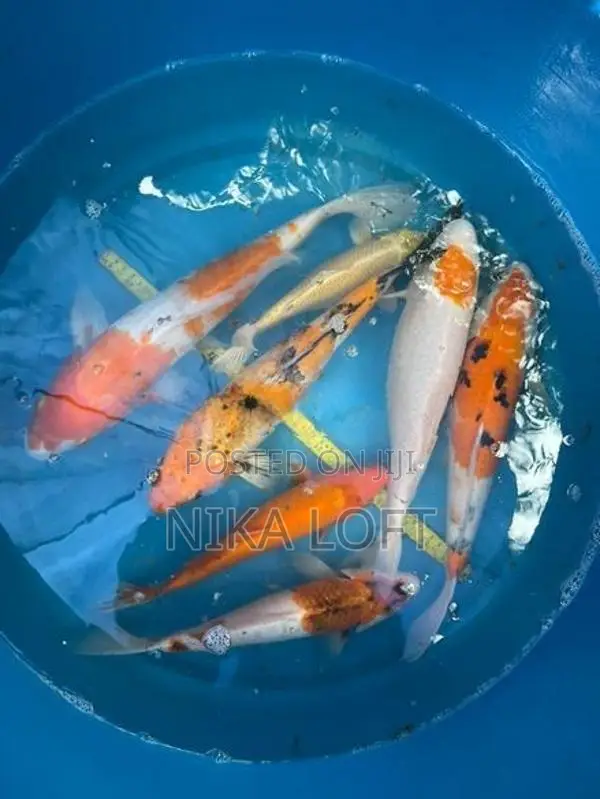 Japanese Koi Fish