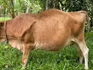 Milk Cow