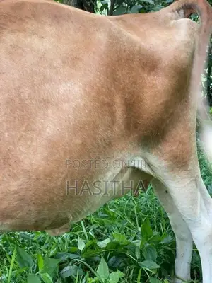 Milk Cow