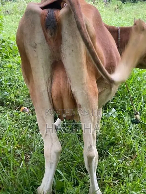 Milk Cow