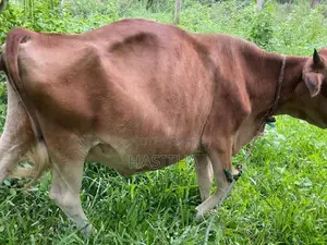 Milk Cow