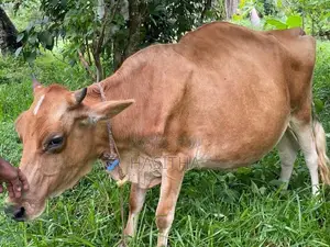 Milk Cow