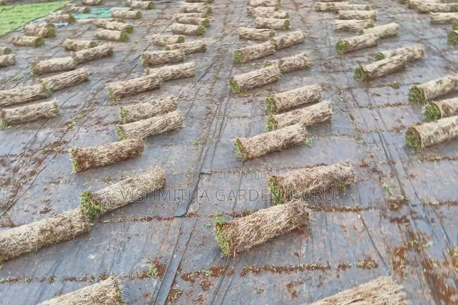 තණකොළ පැදුරු