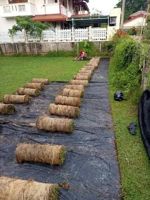 තණකොළ පැදුරු