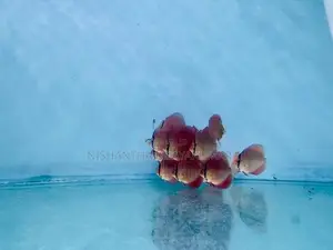 Discus Fish