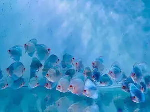 Discus Fish
