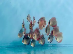 Discus Fish