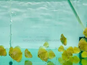 Discus Fish