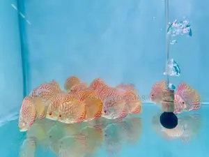 Discus Fish