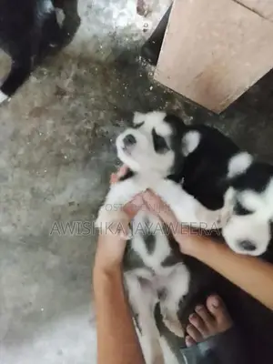 Husky Puppies