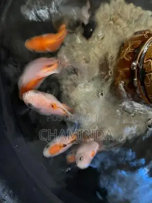 Fancy Goldfish