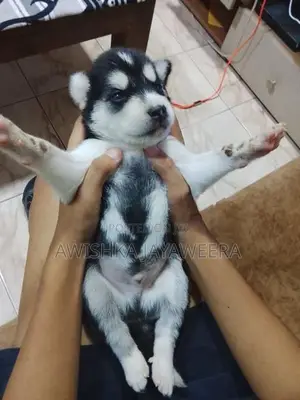 Husky Puppies