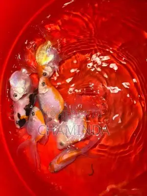 Fancy Goldfish