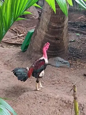 சேவல்