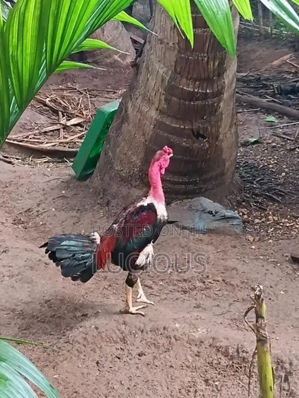 சேவல்