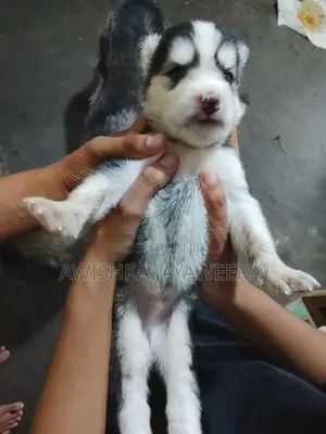 Husky Puppies