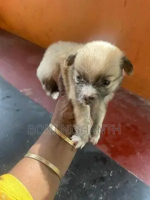 Pomeranian Dogs