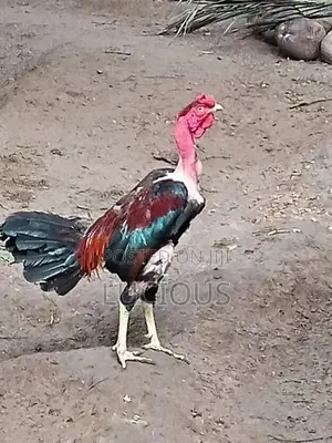 சேவல்
