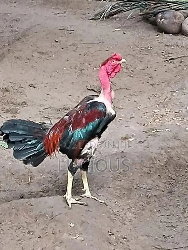 சேவல்